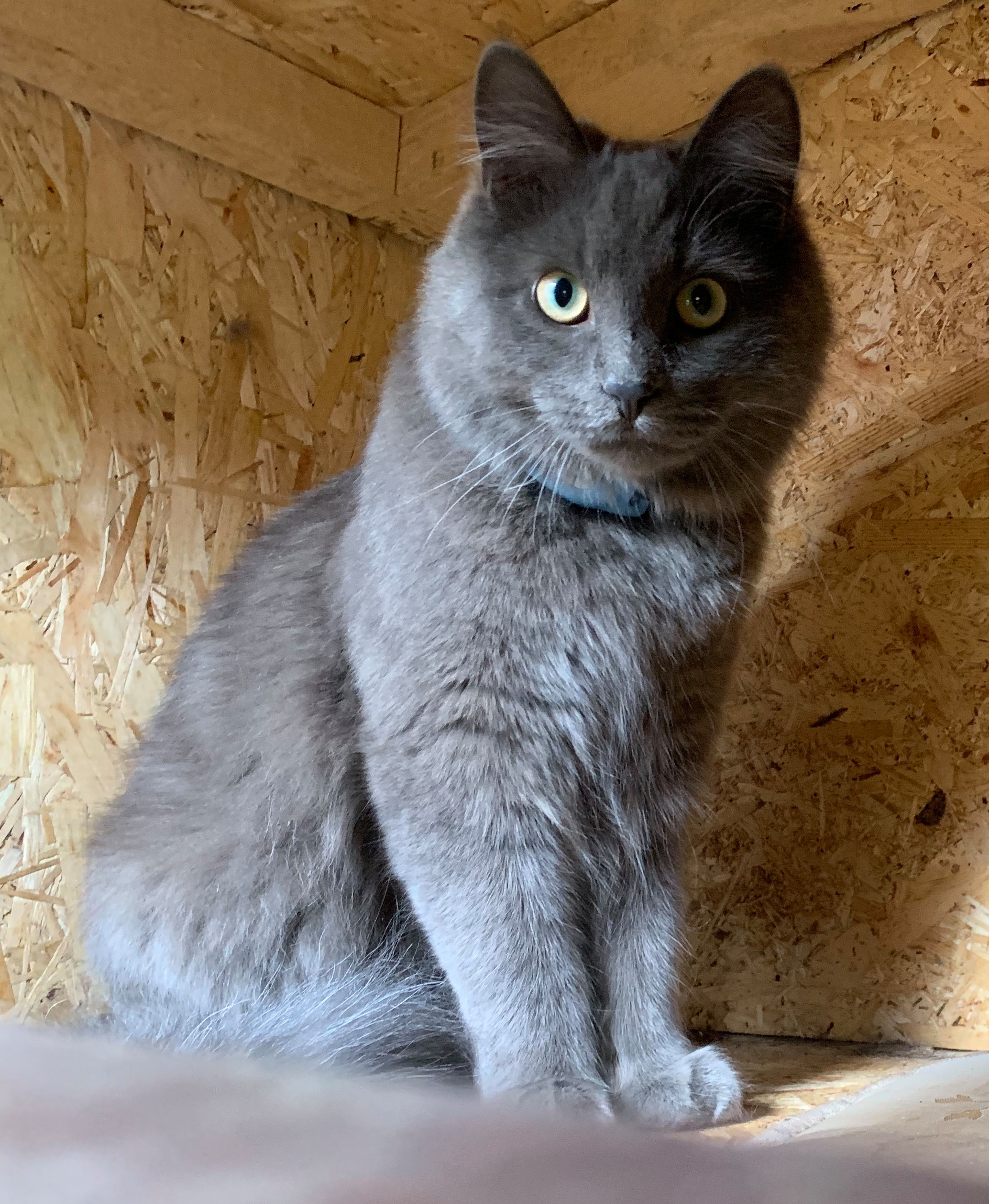 Личный опыт: Робот-мойка окон и другие гаджеты для частного дома