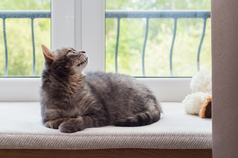 Обложка проекта: Проект квартиры ЖК "Сосновка"