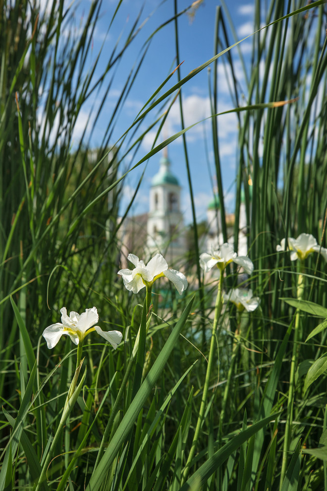 Неглинка-сад