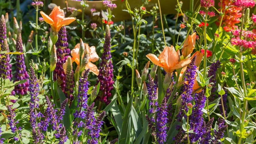 Уроки Chelsea Flower Show: Модные растения 2018 года