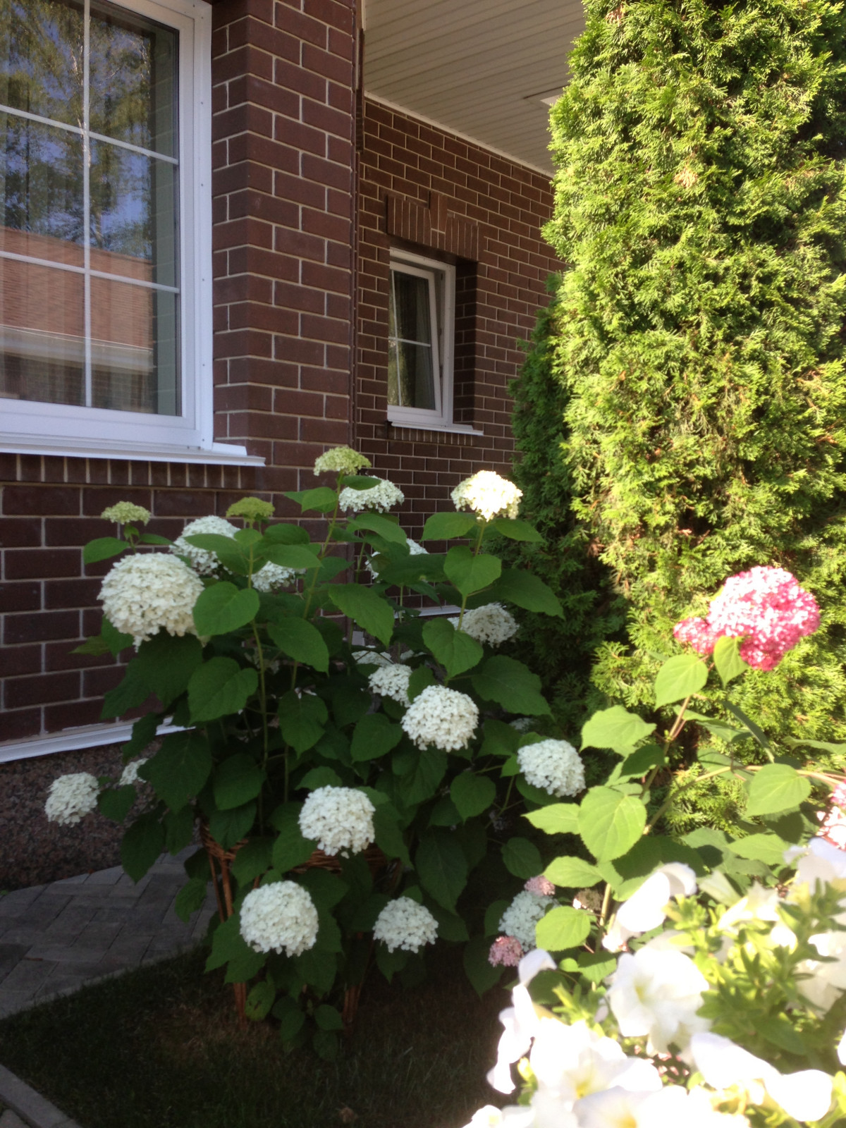 Вавиловец 1