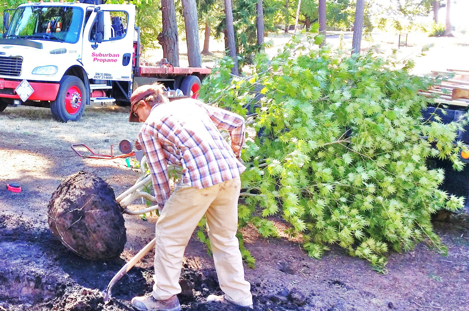 Как правильно: Пересадить взрослые деревья и кустарники