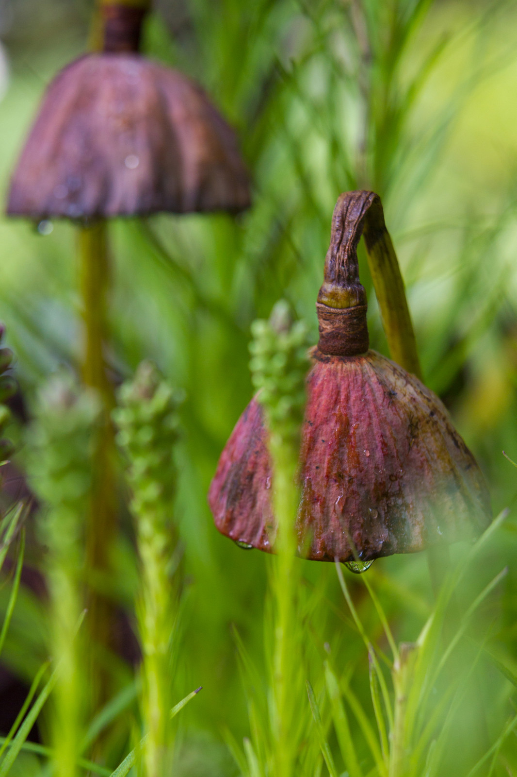 Фотосъемка Сада   по  Метрелинку на MFS 2019 Авторы М,Береснева М. ПРИНТЦ