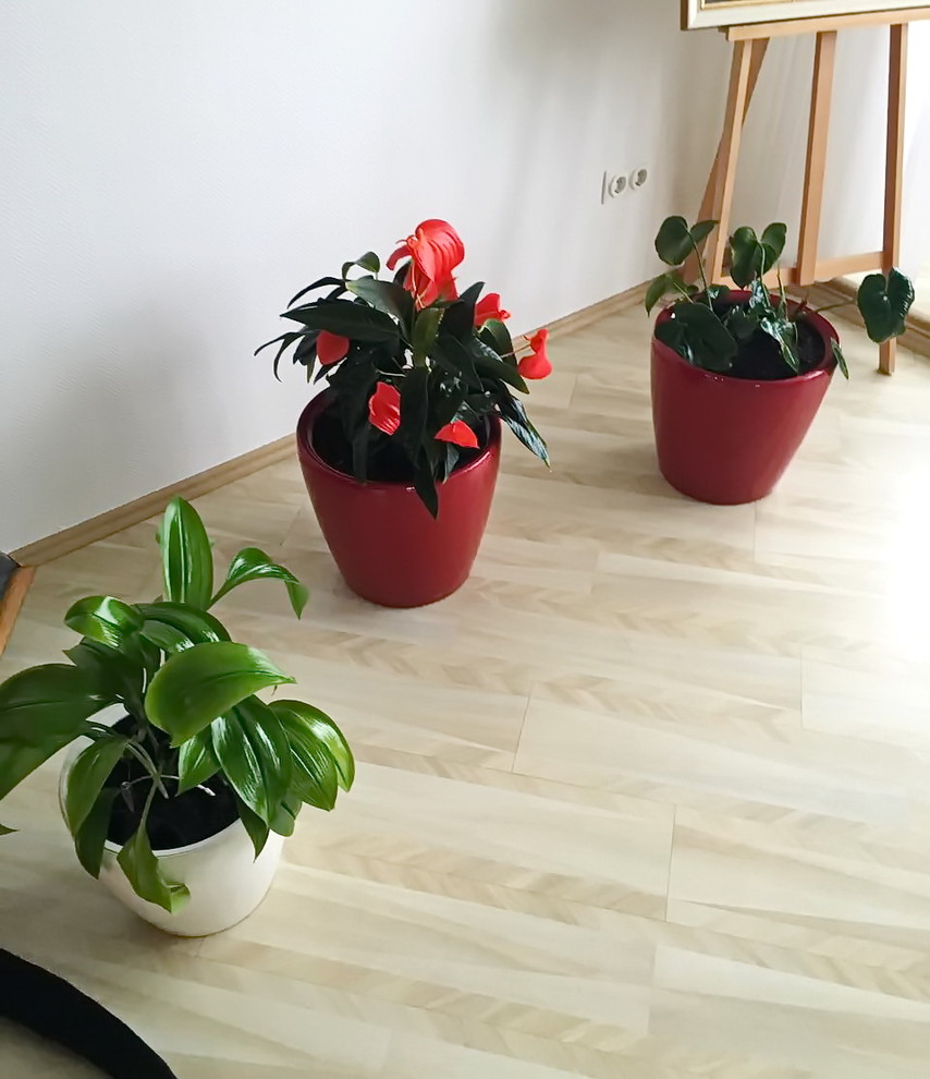 Озеленение частных квартир