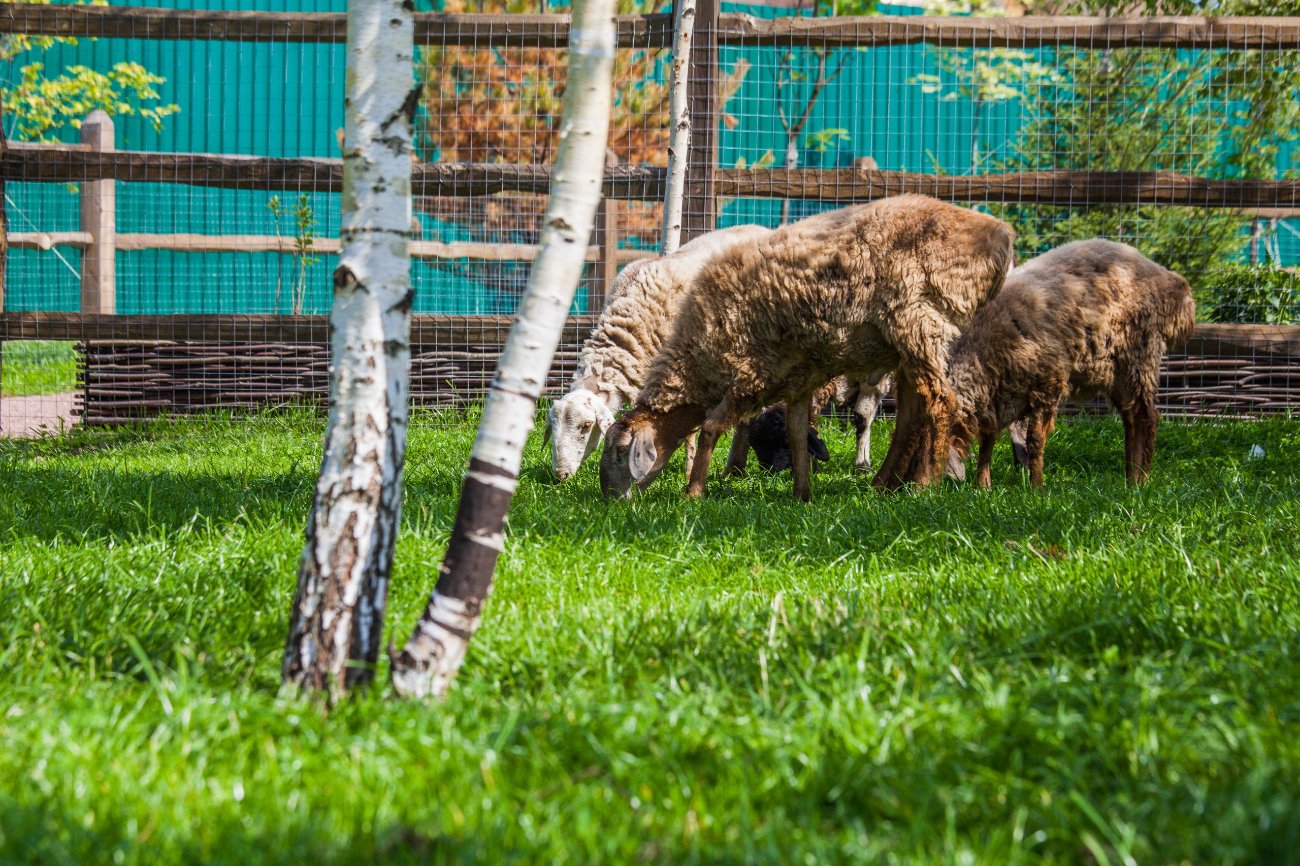 Вопрос: Как «оторвать» детей от гаджетов, пока вы на даче