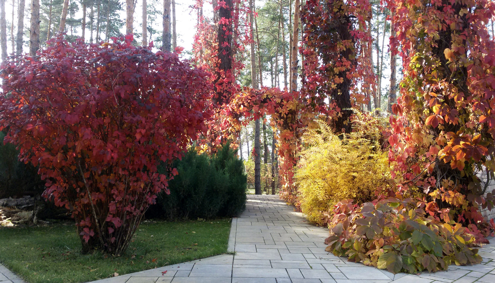 Сосновый бор