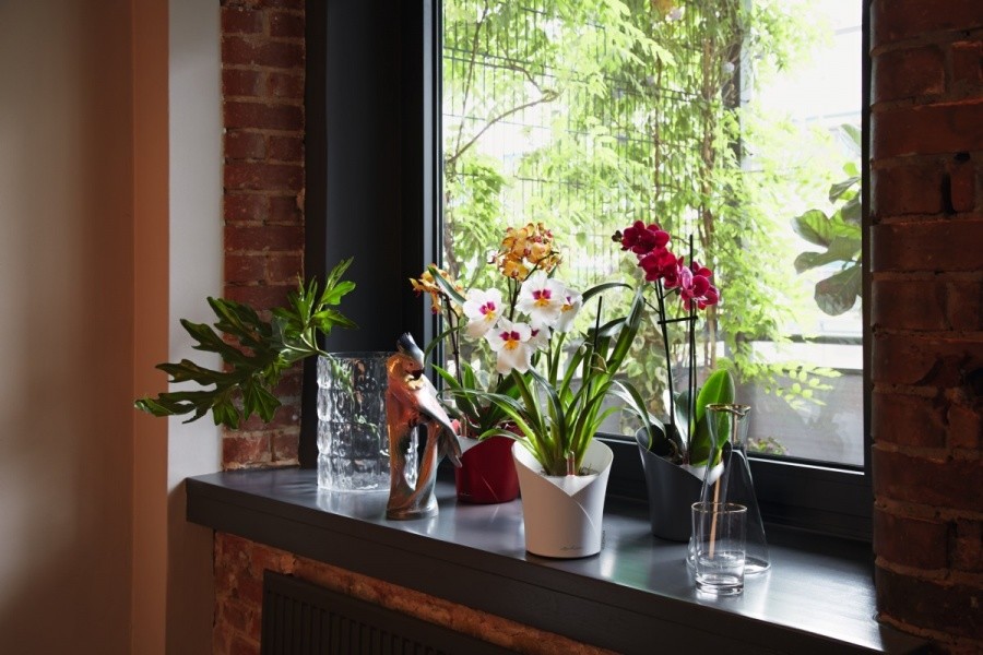 Вашим орхидеям это понравится