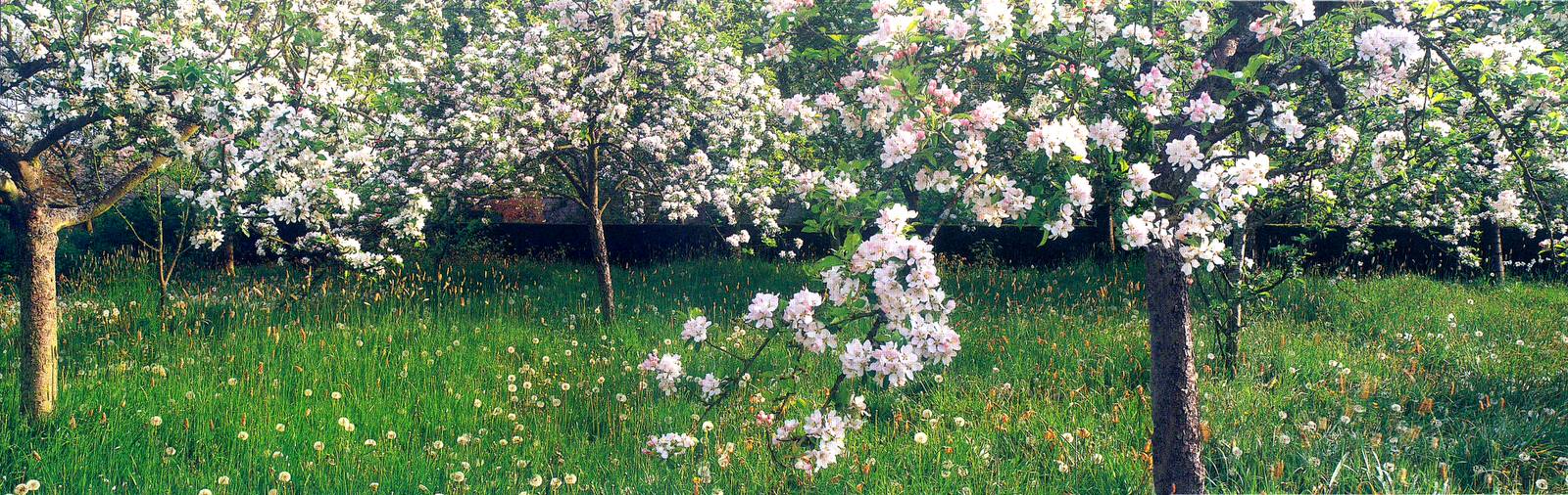 Обложка проекта: Весна