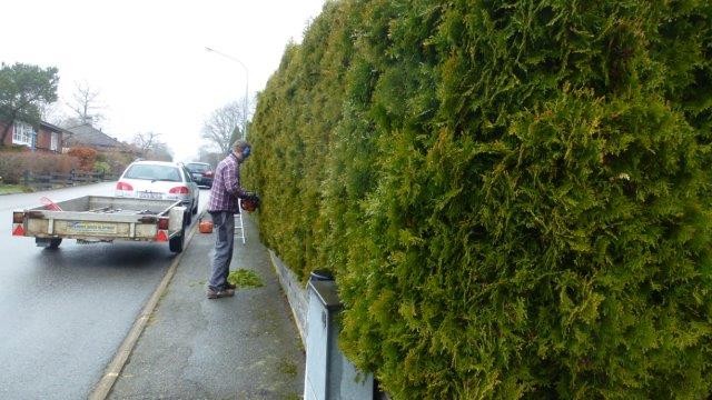 Живая изгородь: 7 насущных вопросов