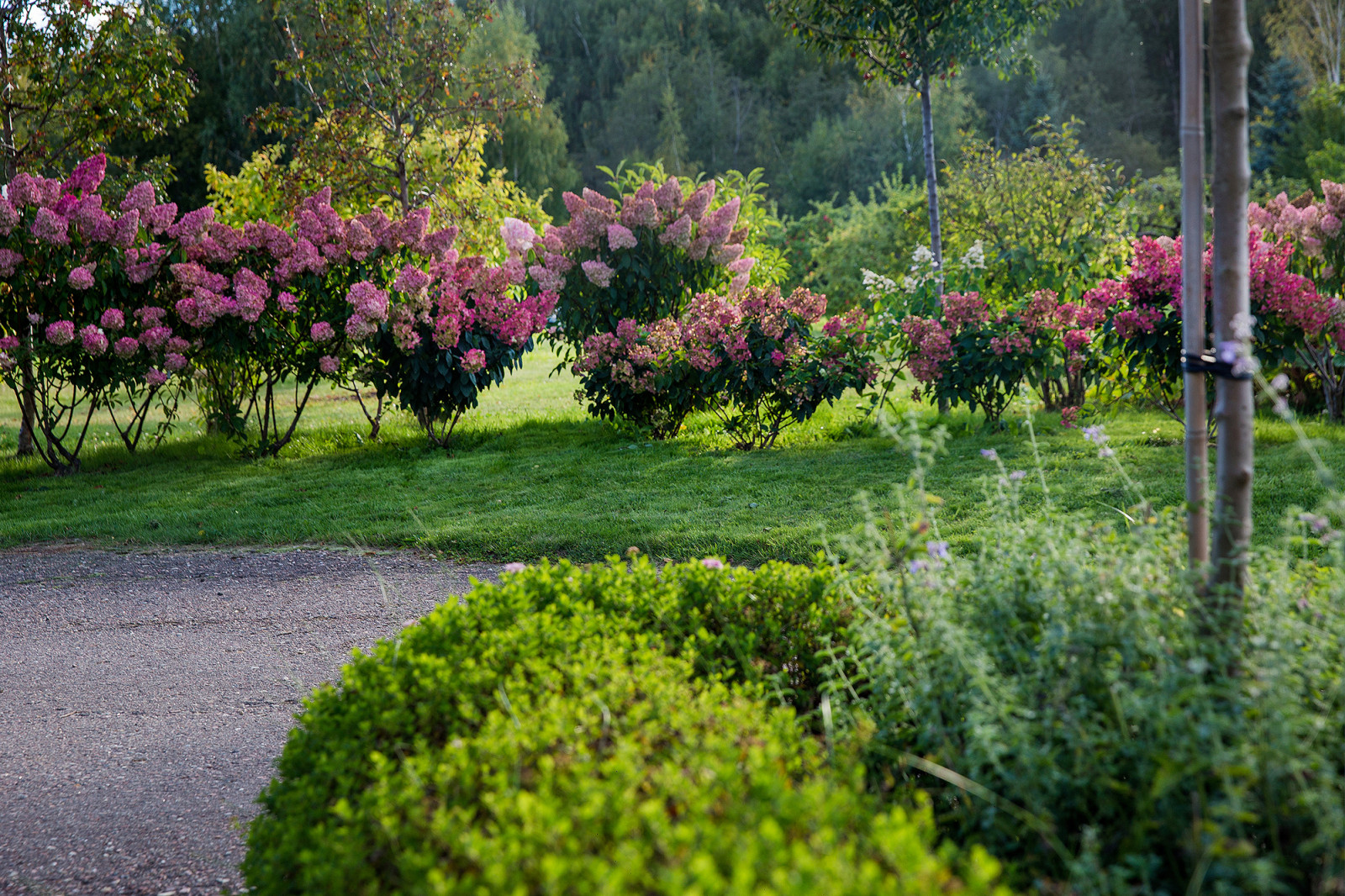 Парк в  Шаховском районе
