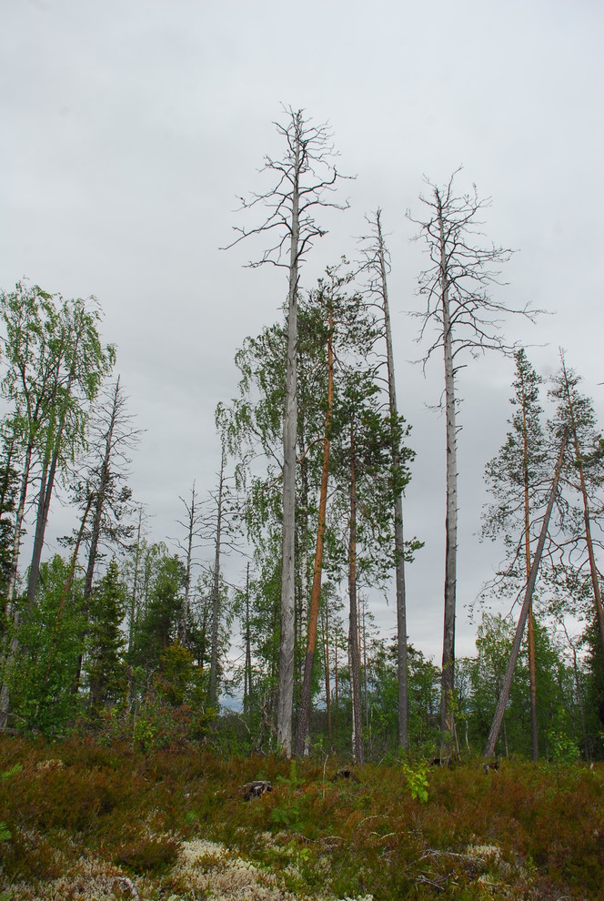 Производство и заготовка
