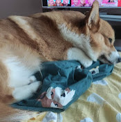 Дарья Свистунова