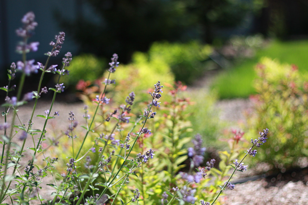Сад Кандинский
