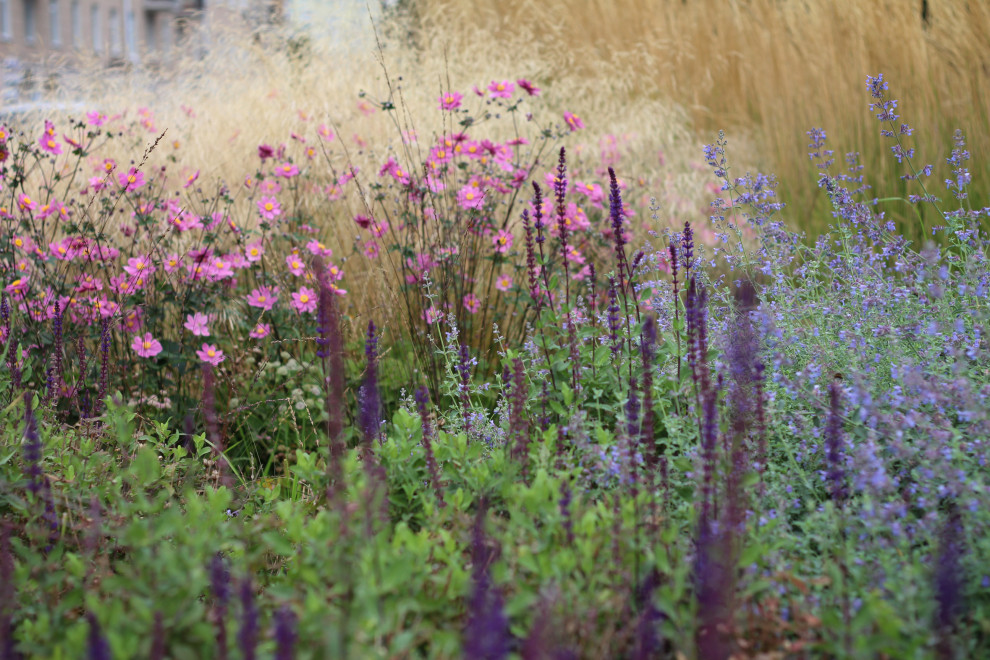 Цветники Советской площади