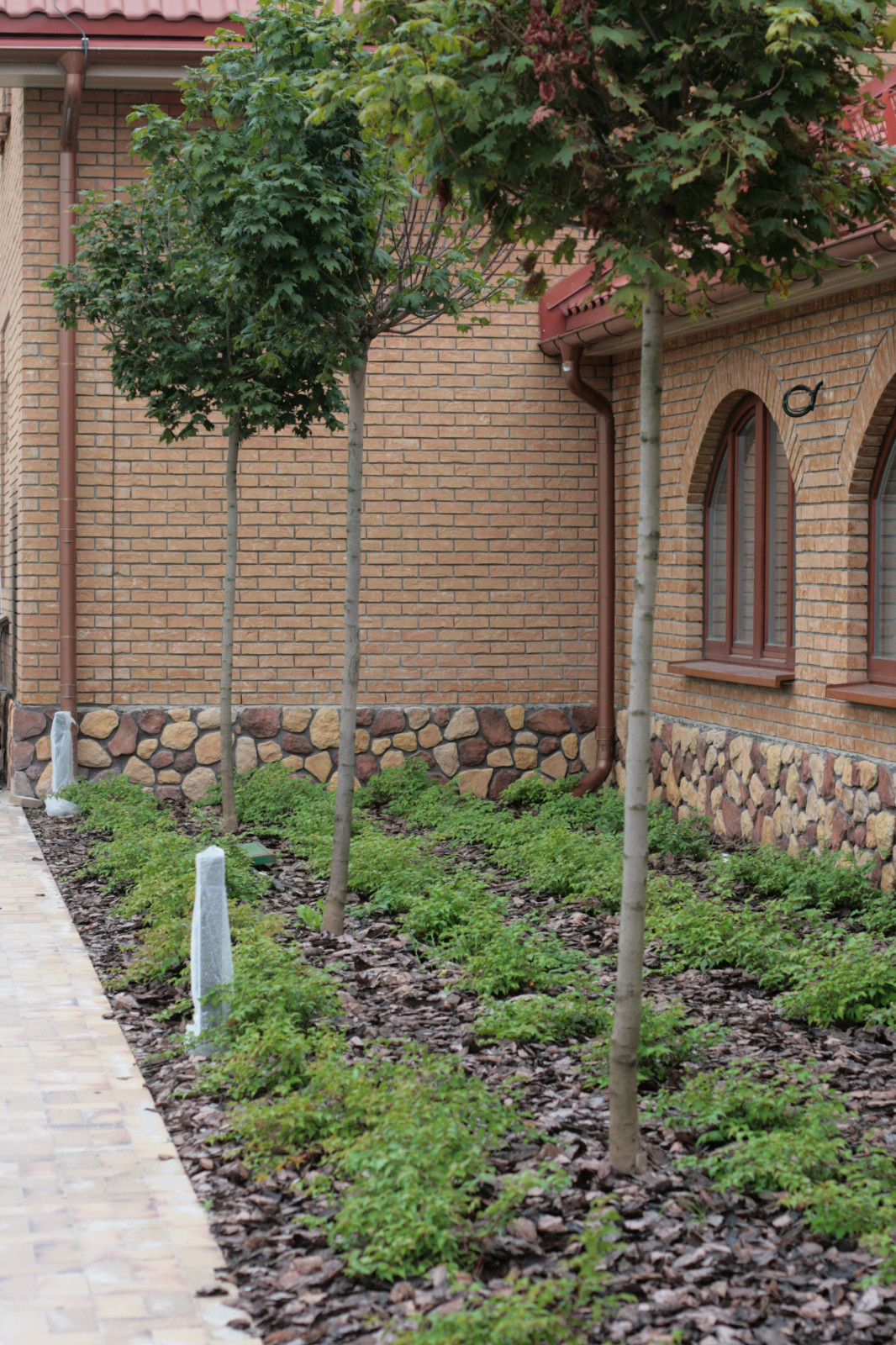 Бельгийка 02