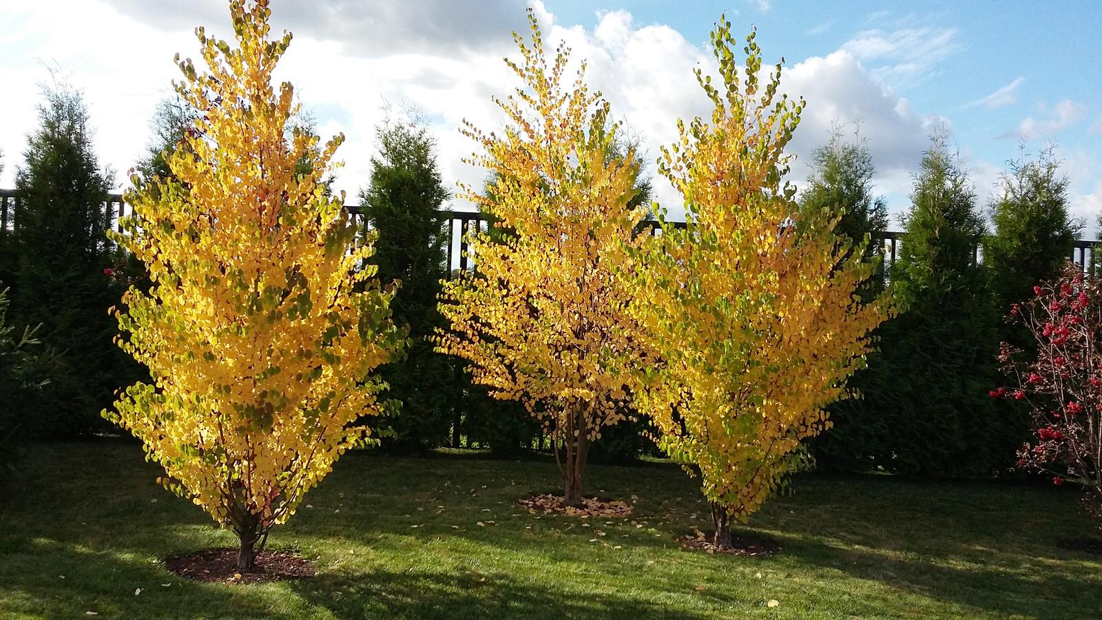 кп "Папушево" - Профессиональный уход за садом - 100% качество!