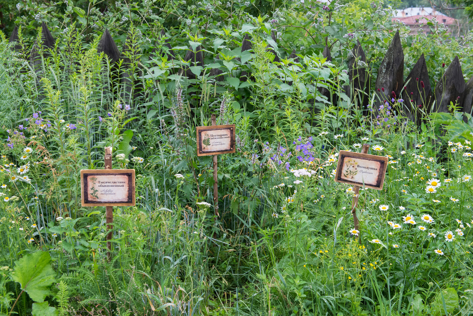 Цветник из аборигенных растений Томской области