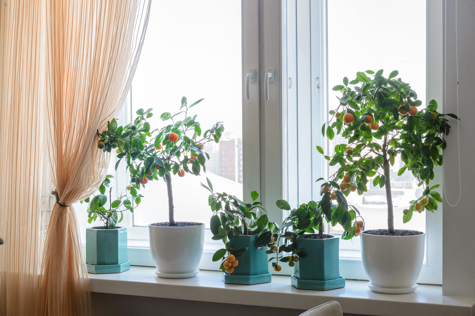 Озеленение квартиры