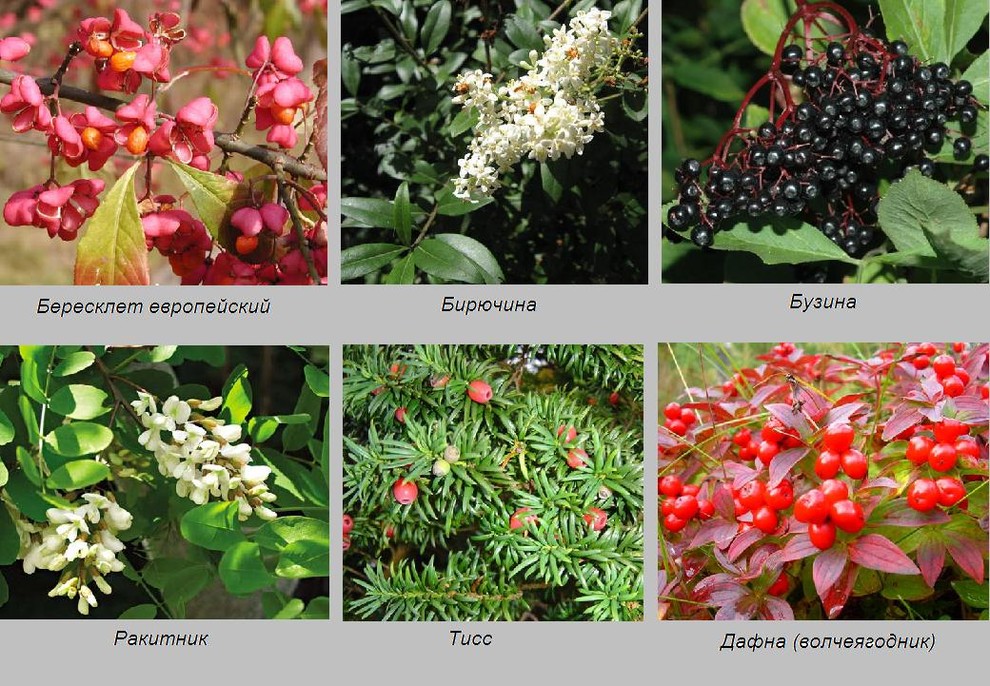 Хороший вопрос: Какие ядовитые растения (возможно) растут в вашем саду