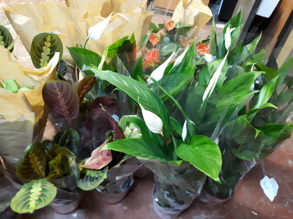 Вертикальное озеленение Авенир