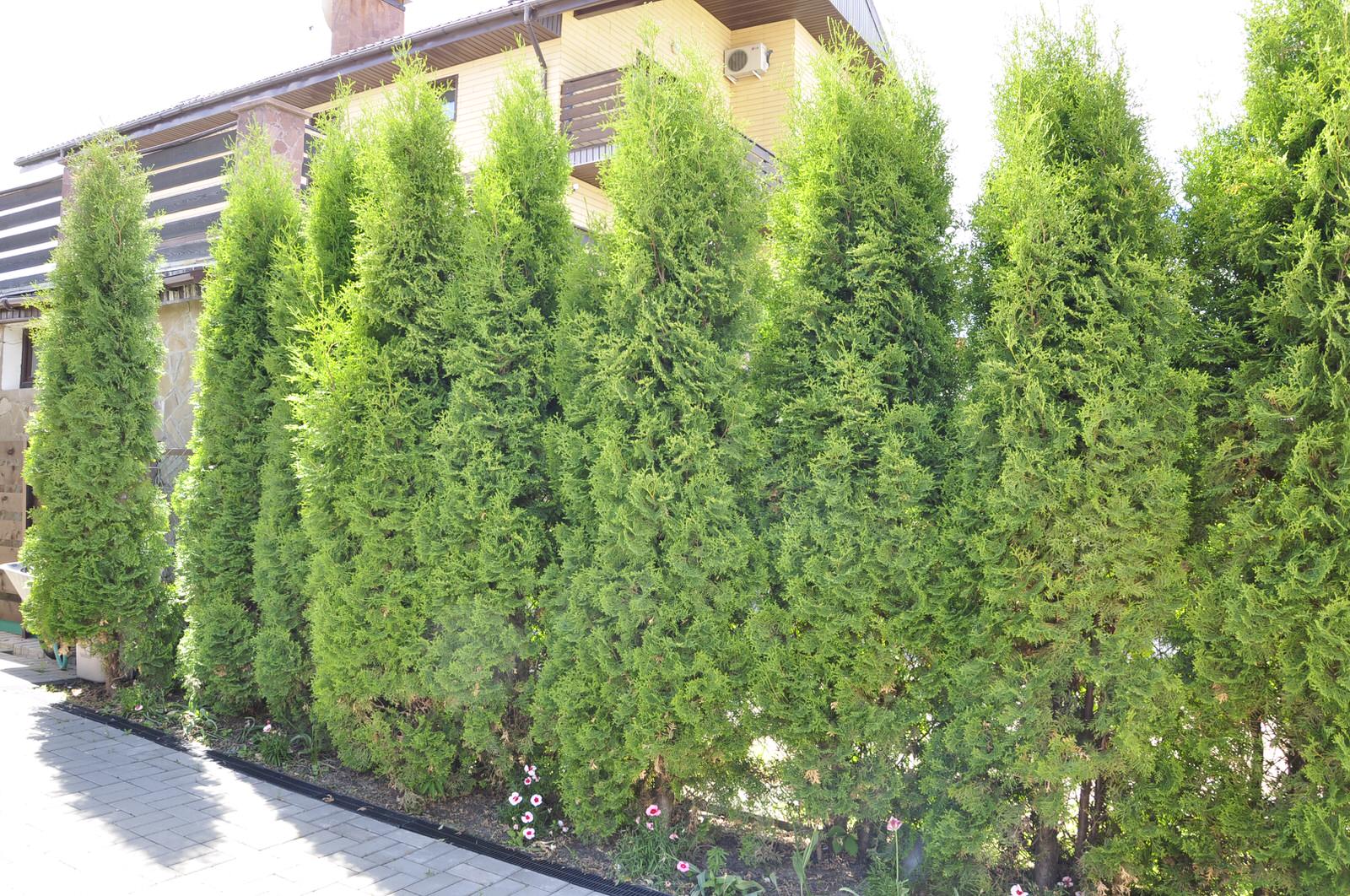 кп "Мелоди" - Уход за садом - 100% качество