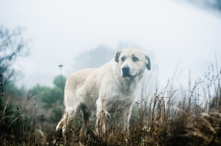 Ярослава розниченко
