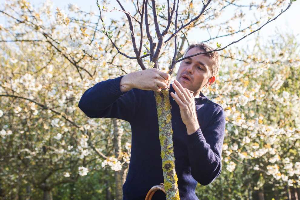 На прививку становись: Зачем и как прививают деревья