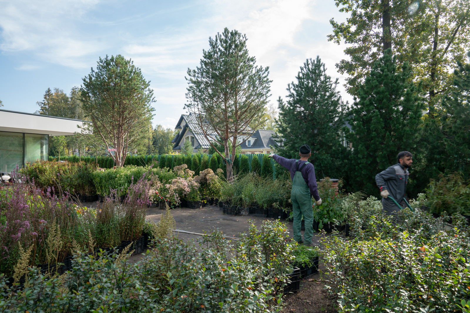 Антоновка. 30 соток. 2023 г.