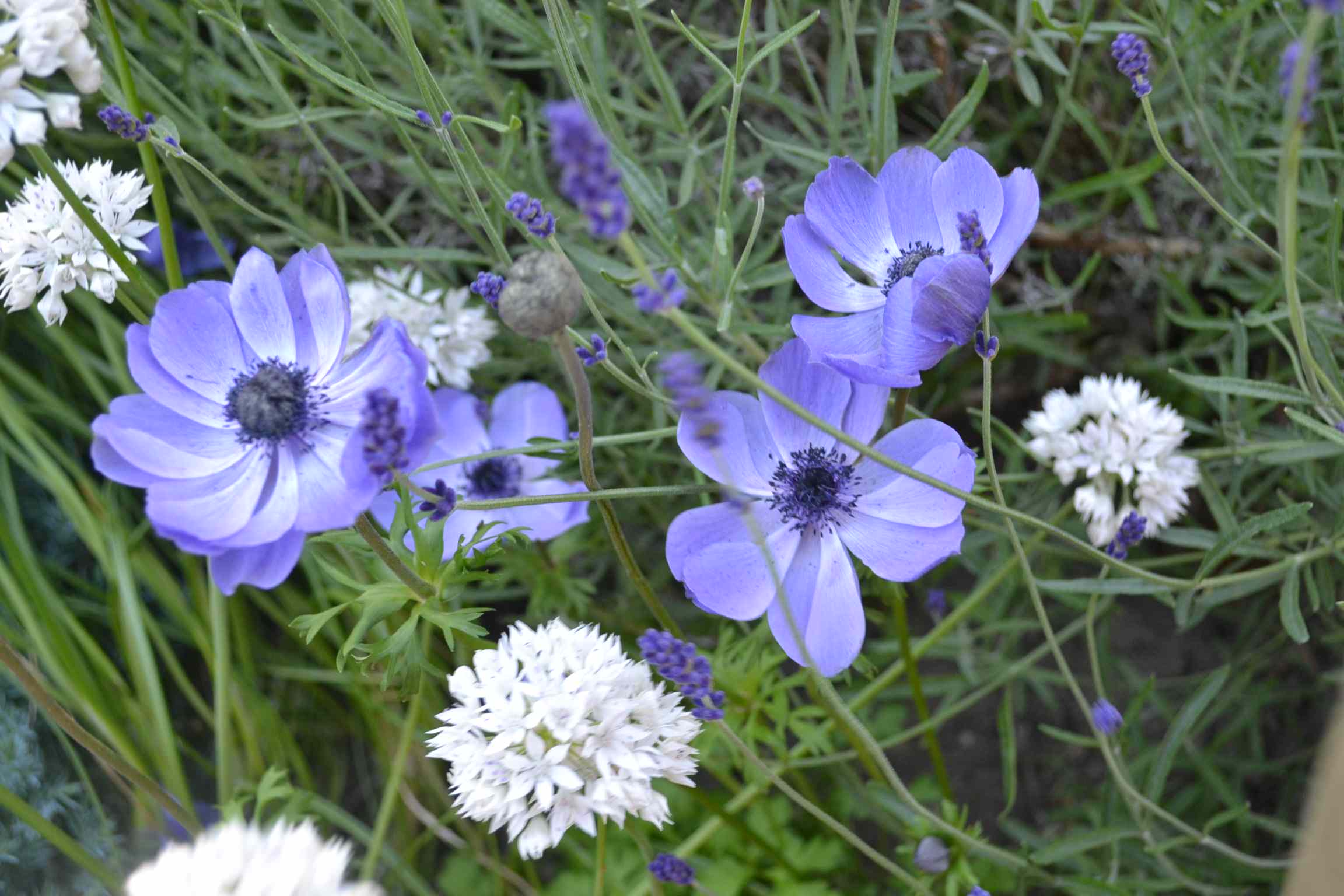 Проект недели: «Сад парфюмера» под Калининградом
