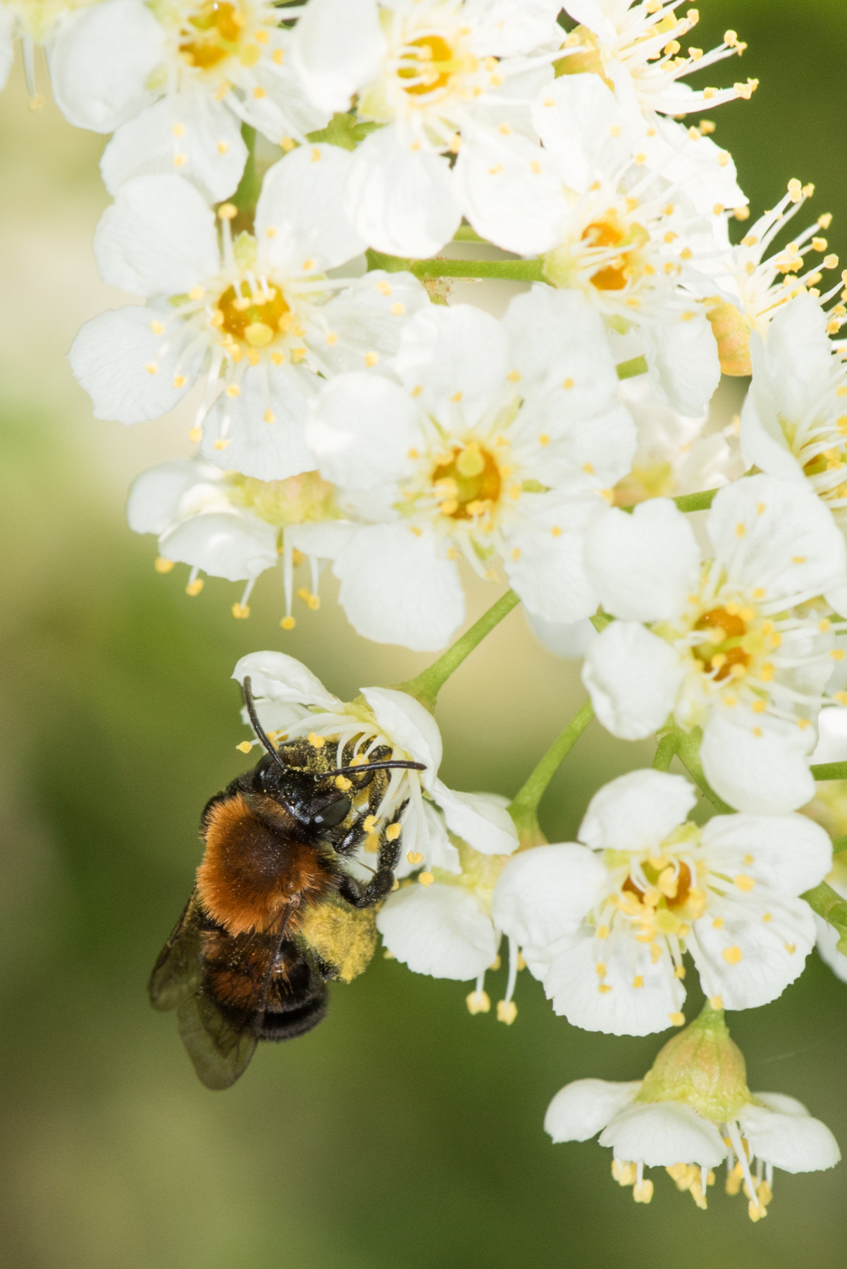 Что делать: Весенняя обработка сада от вредителей