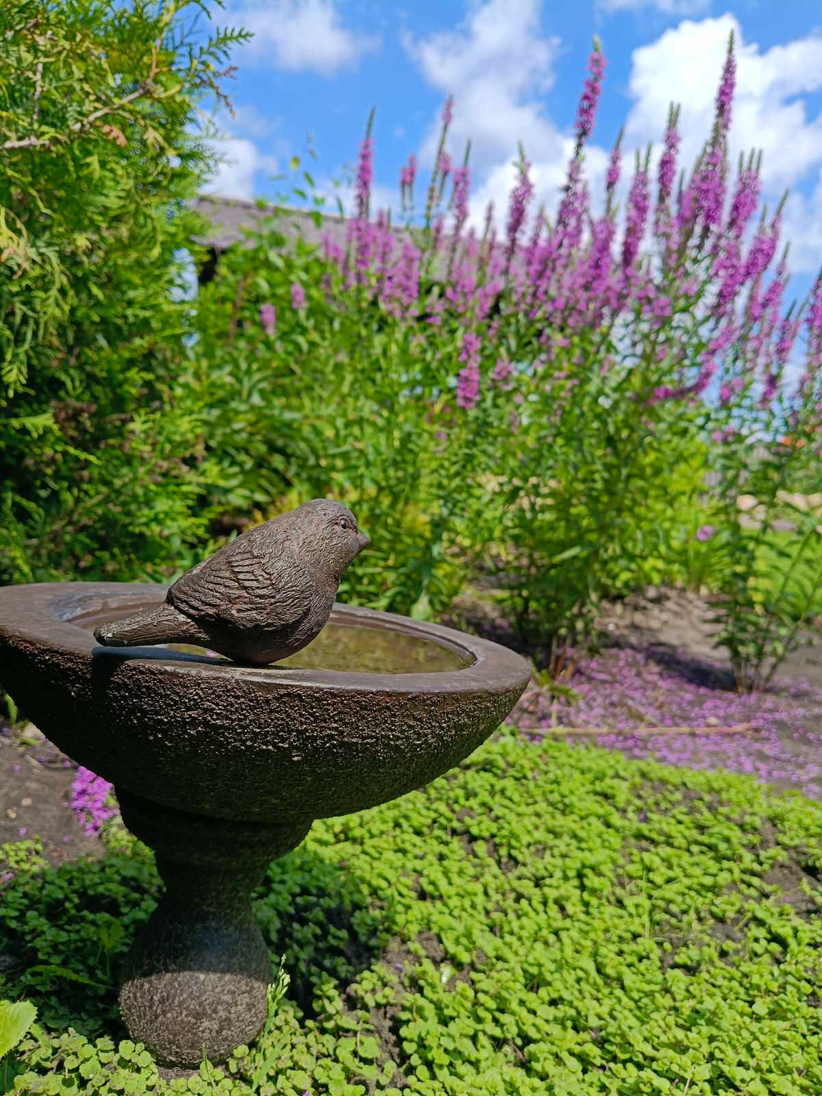 Сад в коттеджном поселке