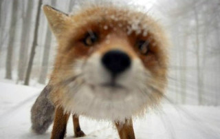 Ekaterina Levitskaya