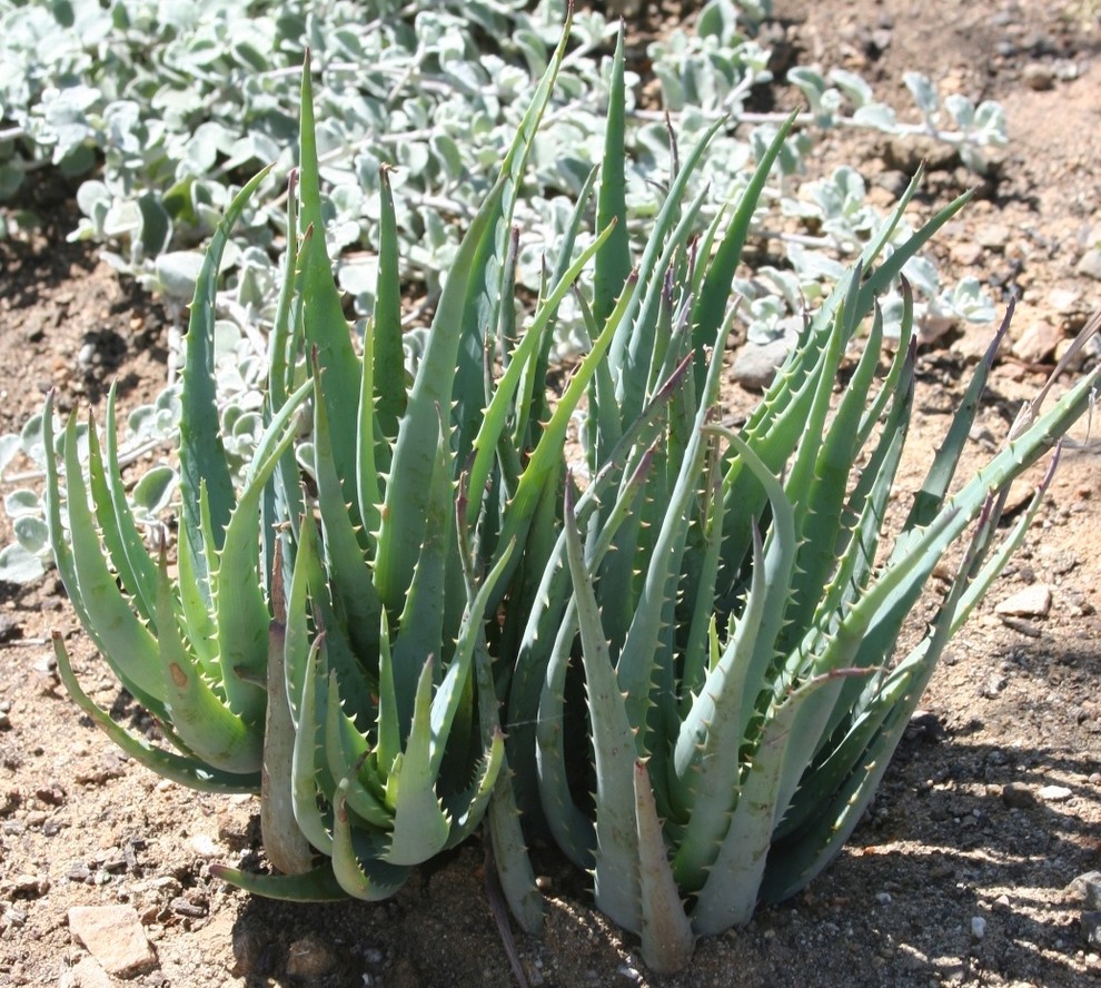 Зеленый шум: Создаем мини-сад в доме