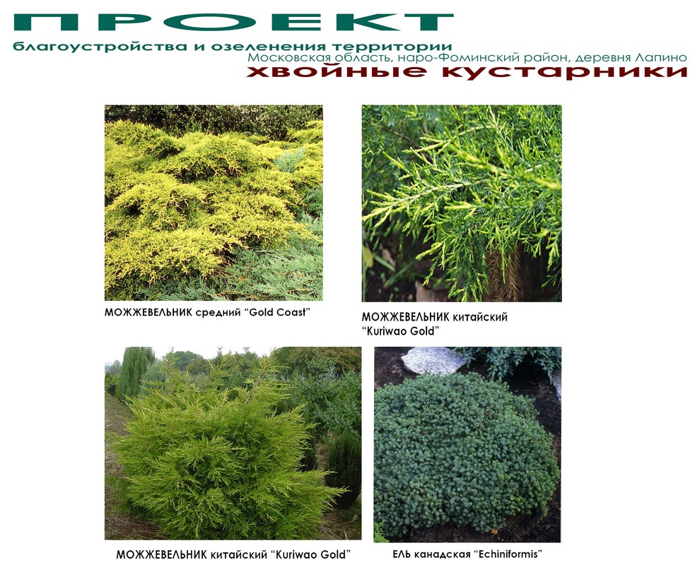 Проект дизайна сада на дачном участке - декоративные хвойные кустарники - видеор