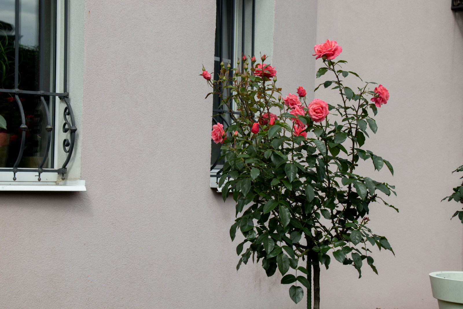 Французский садик в поселке Рыбаки Дмитровское шоссе