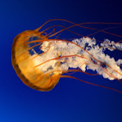 Мария Супрун