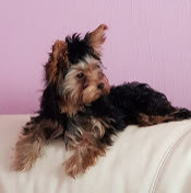 Камилла Каримова