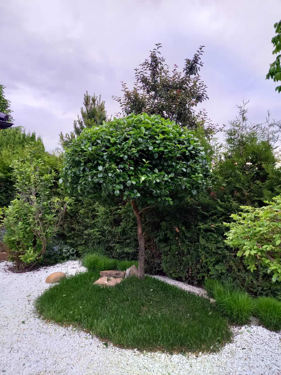 КП Пестово "Evergreen'