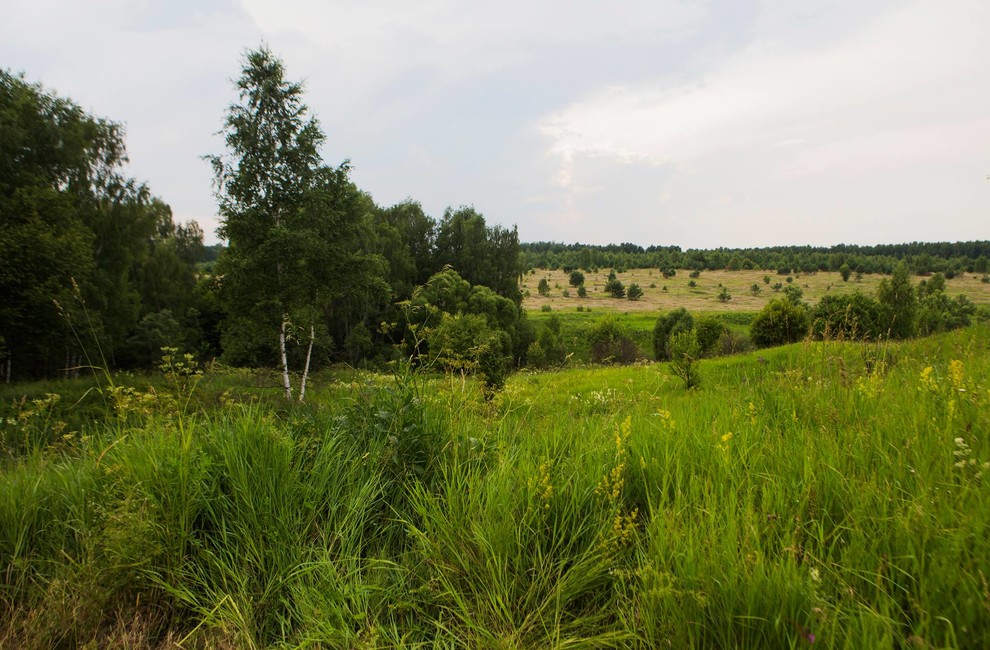 Хороший вопрос: А стоит ли бороться с сорняками на дачном участке