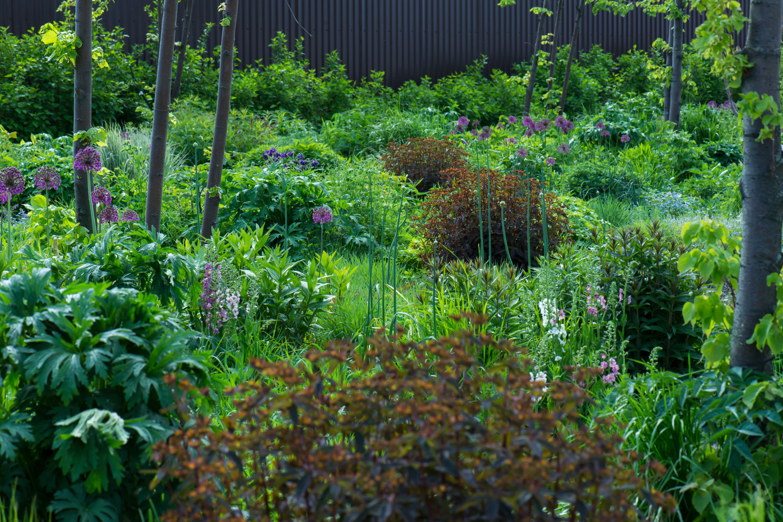 Цветник в  природном стиле  (" New Perennials"  или "Новая волна")