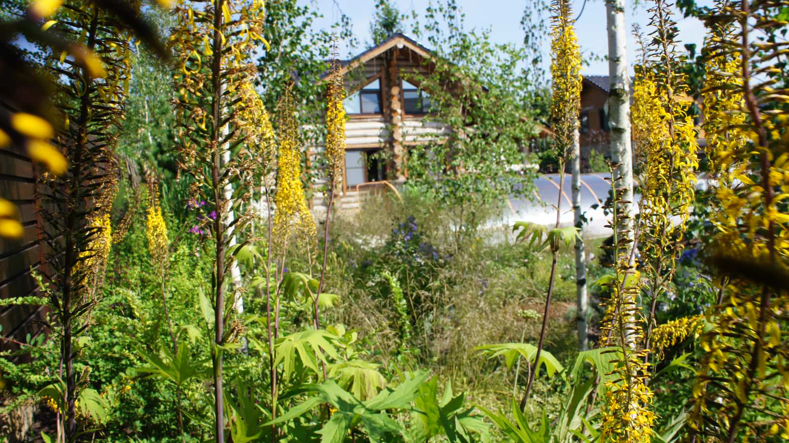 Прохорово лето 2017