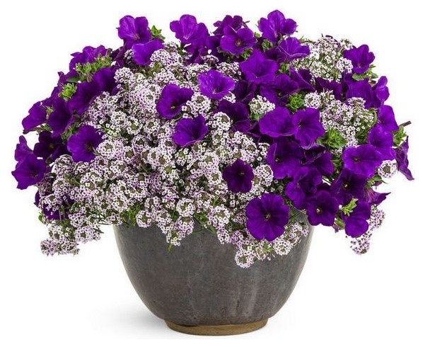 Цветы за окном квартиры: 9 готовых схем