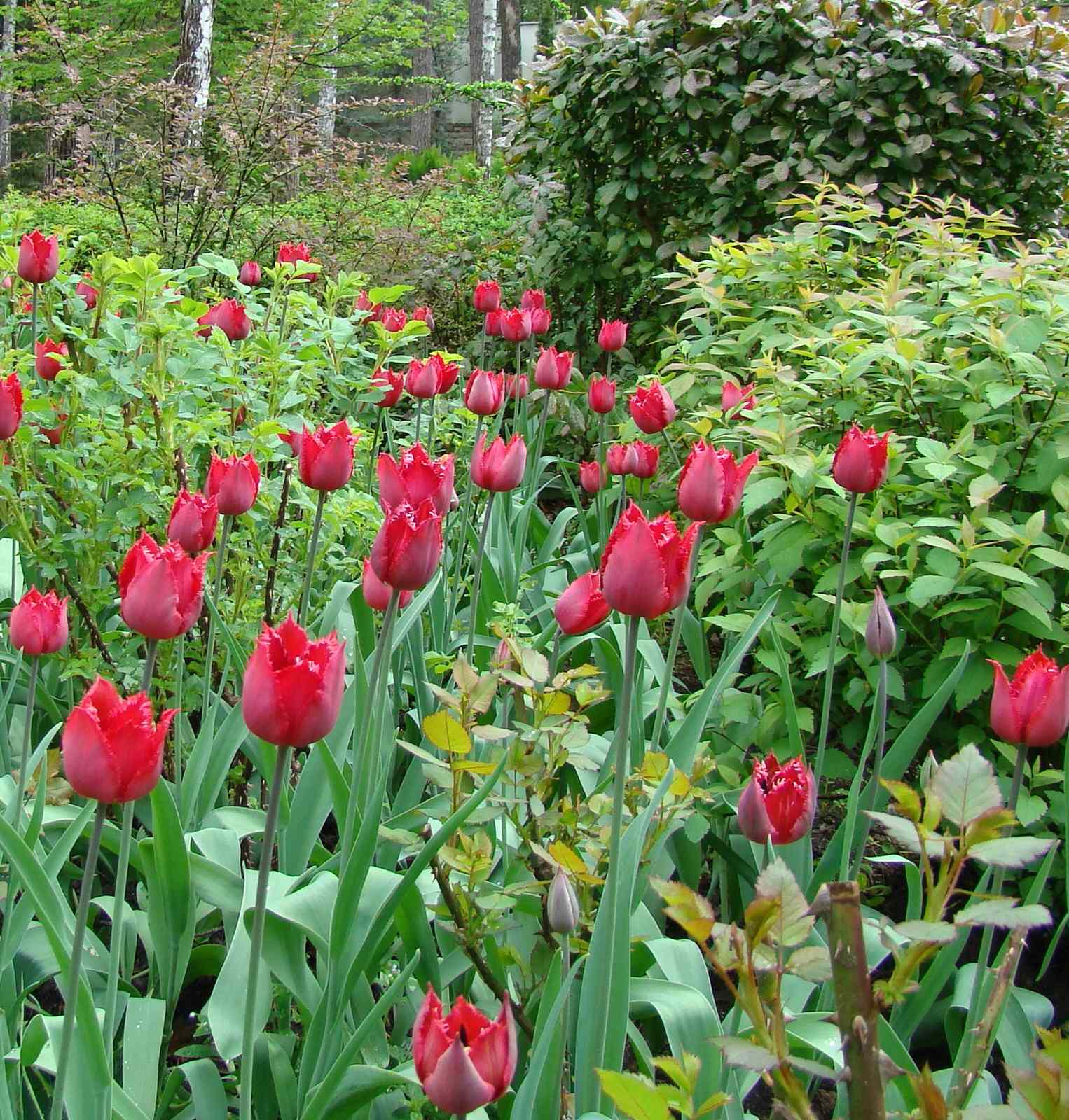 Молодой весны гонцы