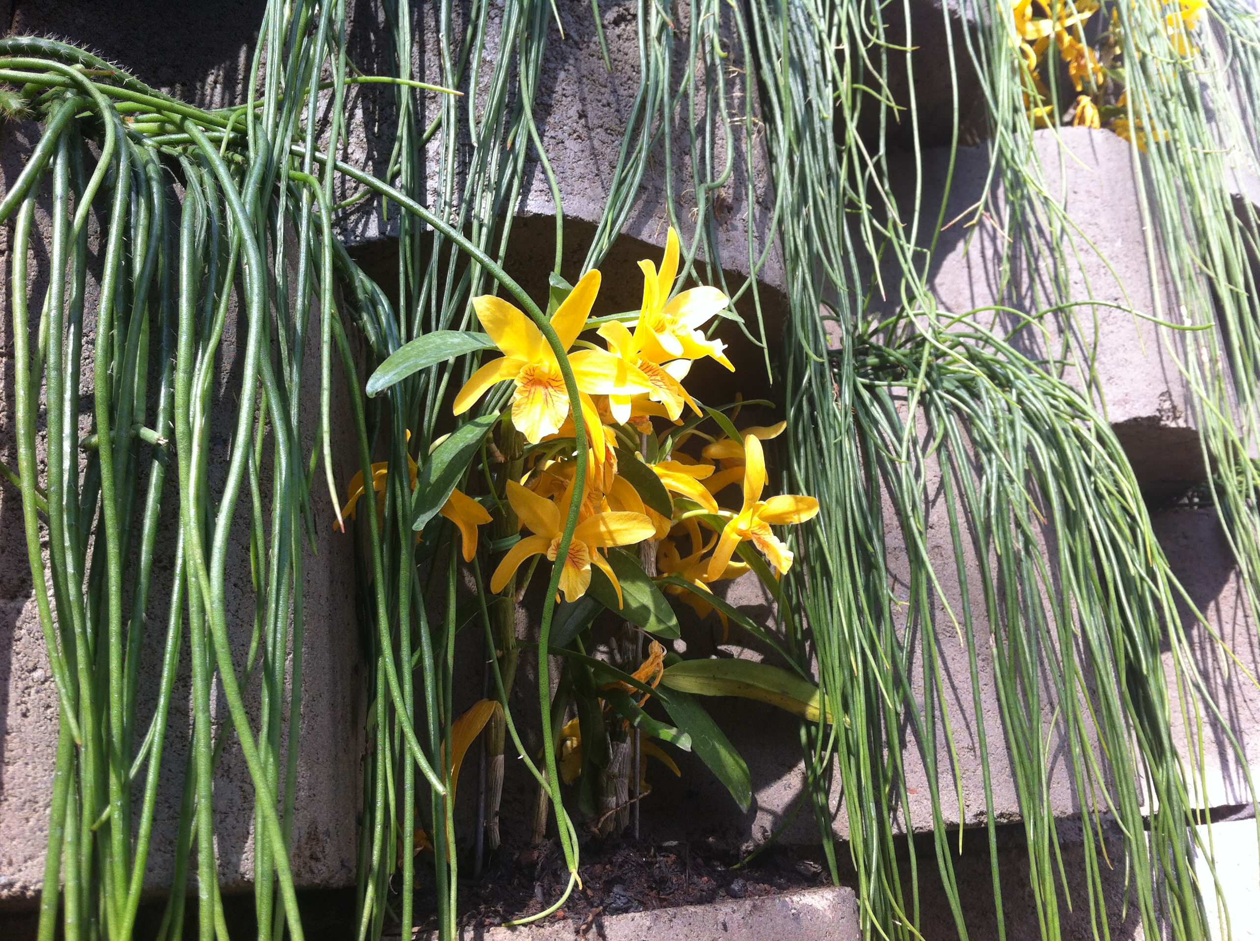 Вертикальная клумба: Полное руководство для начинающих и продолжающих