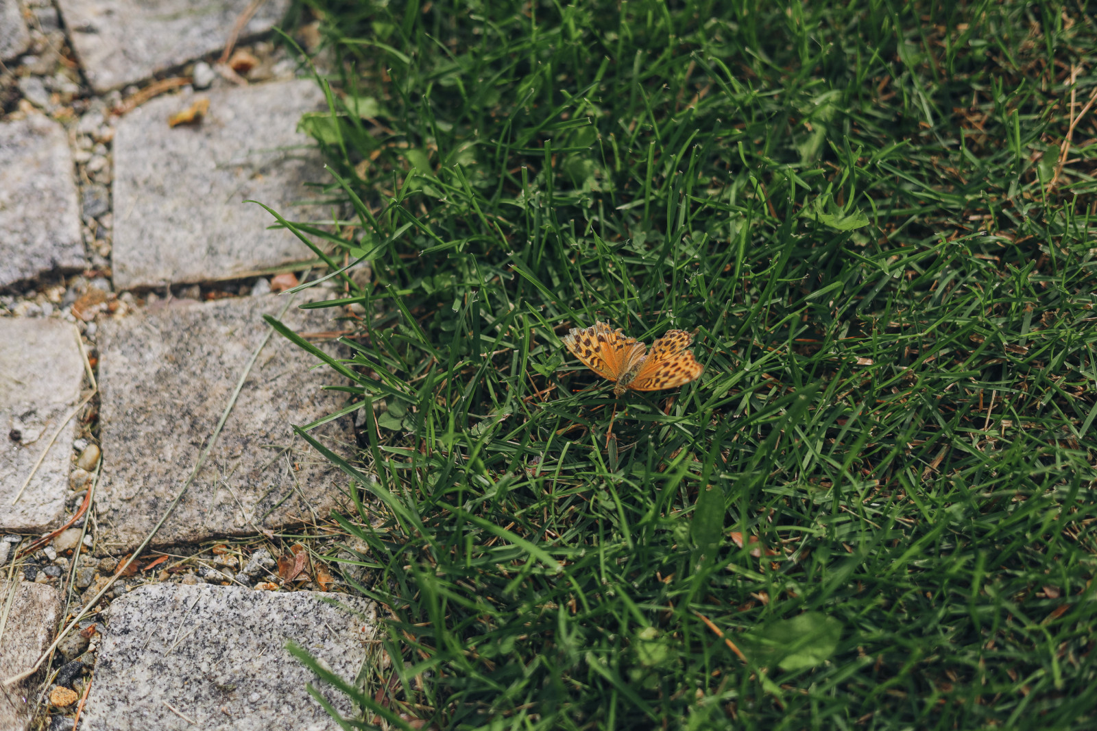 50 оттенков красного