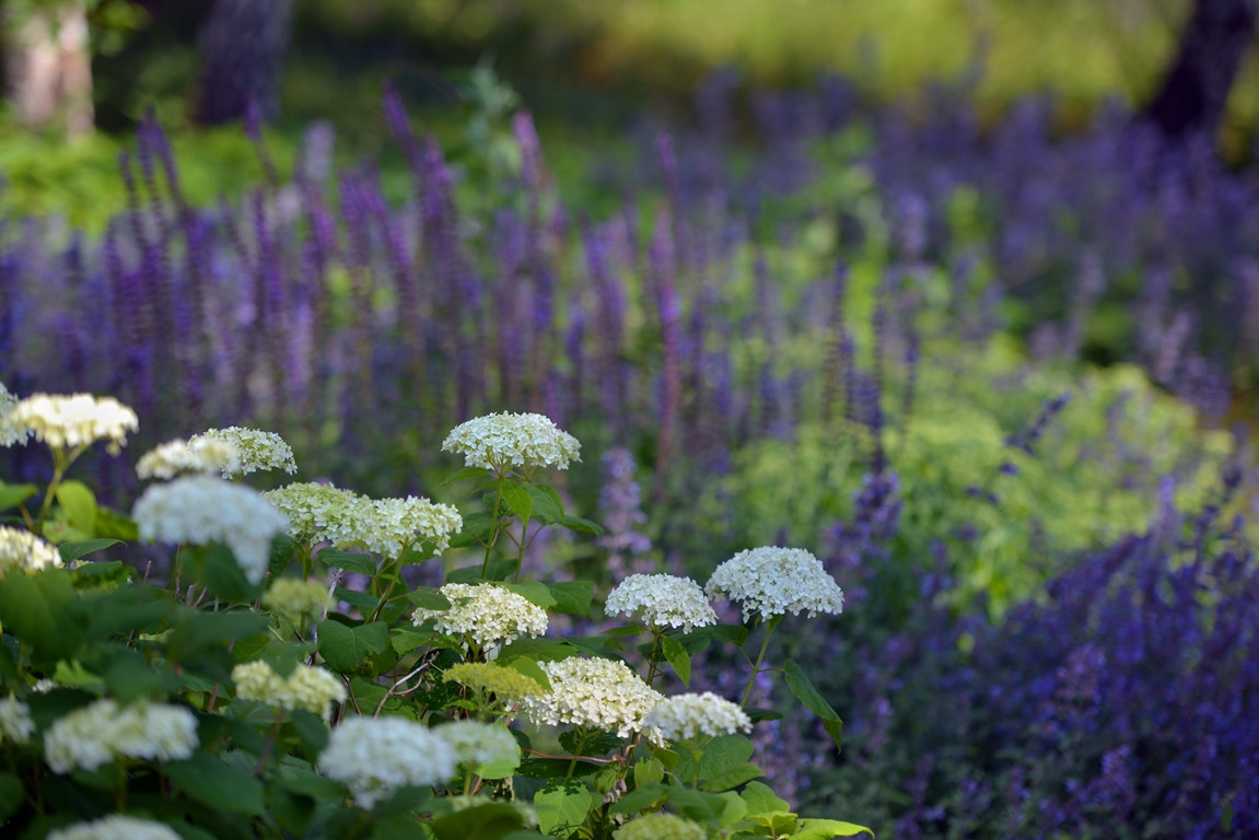 Лесная Рапсодия