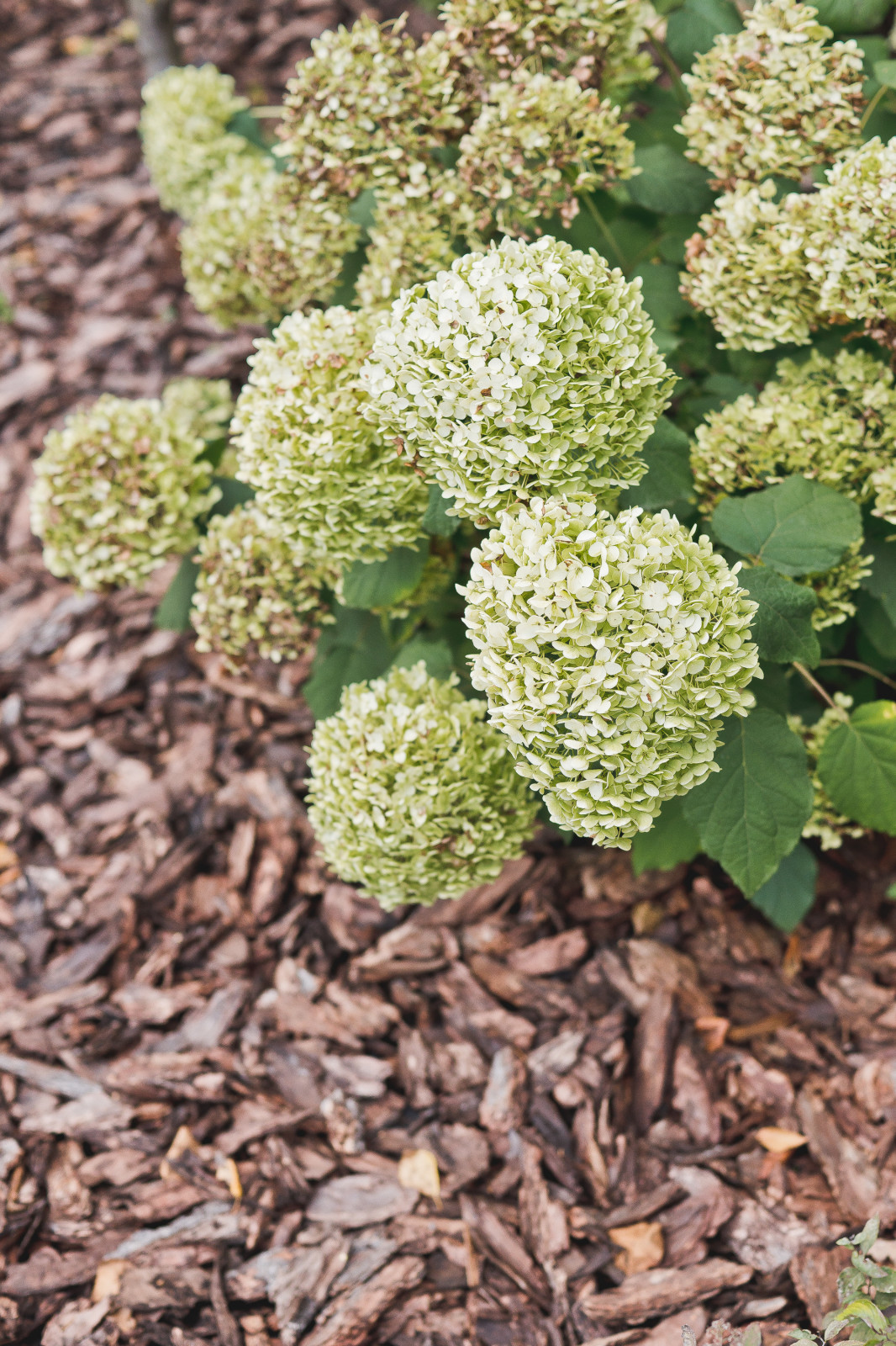 Сад на краю леса