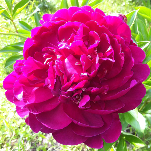 Пионы: выбираем подходящий сорт, высаживаем в грунт