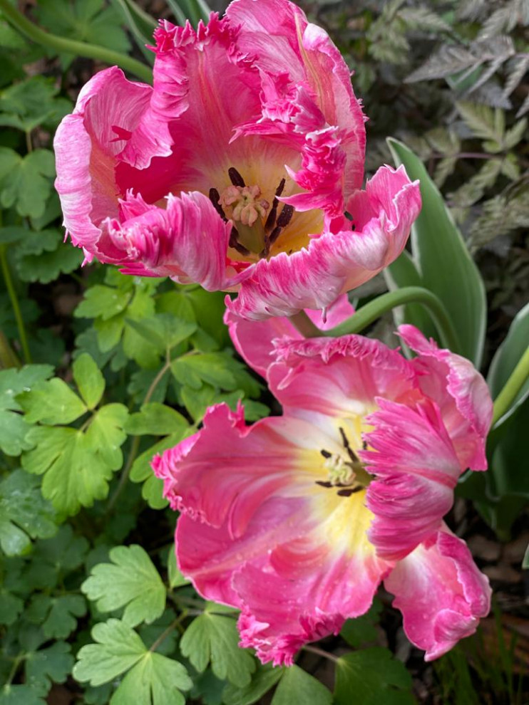 "Fairy Garden.Сад под дубами"