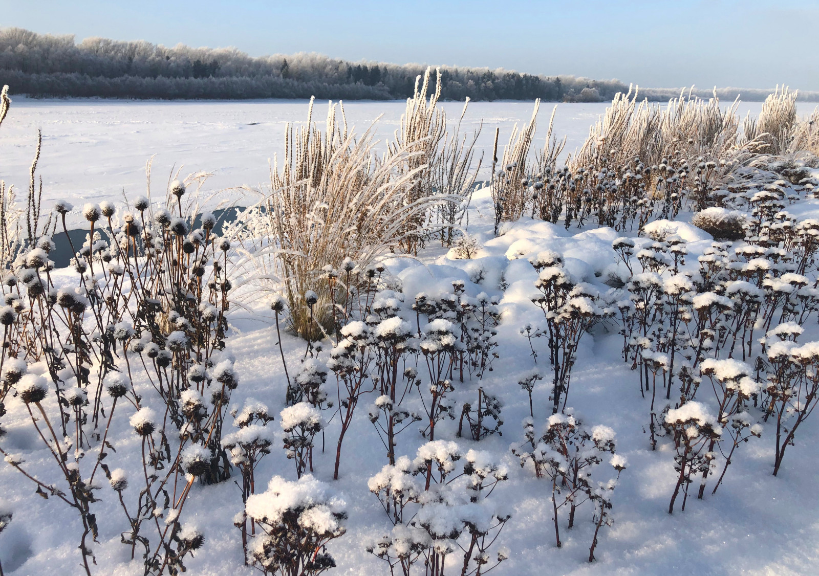 Сад Кроличья нора. Зима